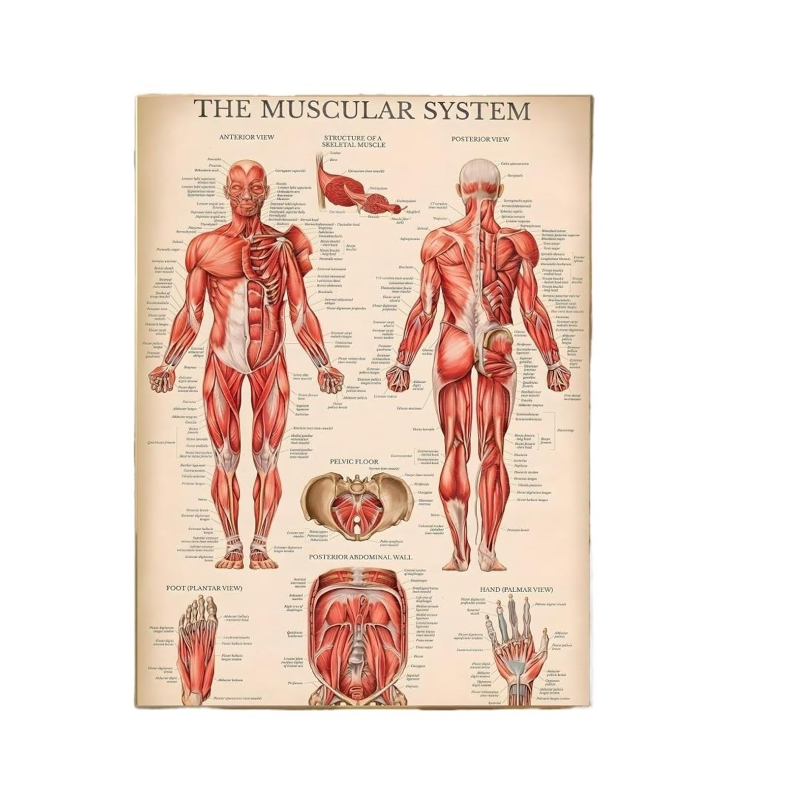 1 Szt. Anatomia Człowieka Grafika Plakat Medyczny HD Wodoodporna Naklejka Ścienna Pasek Wystrój Salonu Prezent