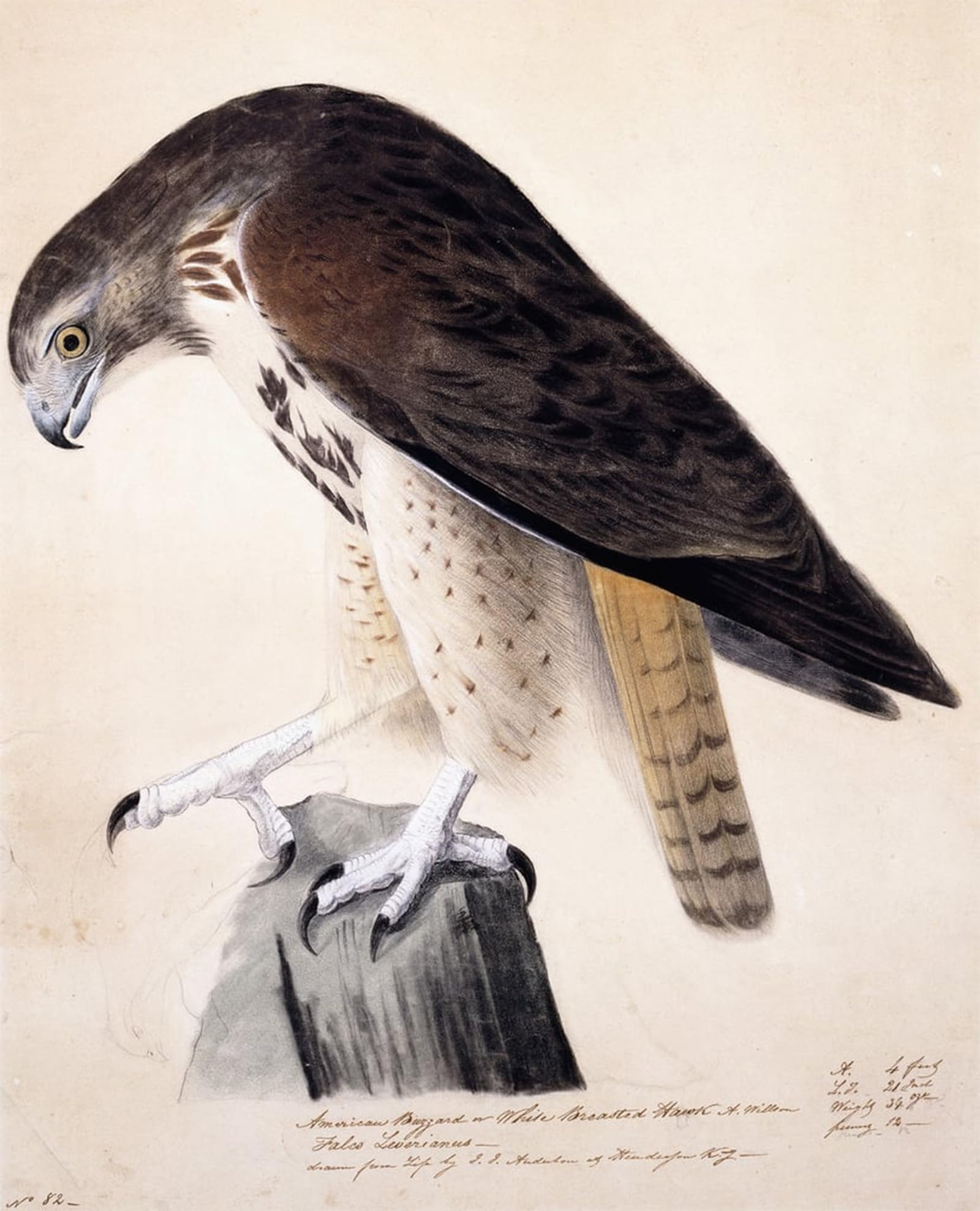 POSTERIIk Famous Print Pop Art Wall Art Graffiti American Buzzard or White Breasted Hawk by John Jame Audubon Art Prints for Home Decor 60x90cm