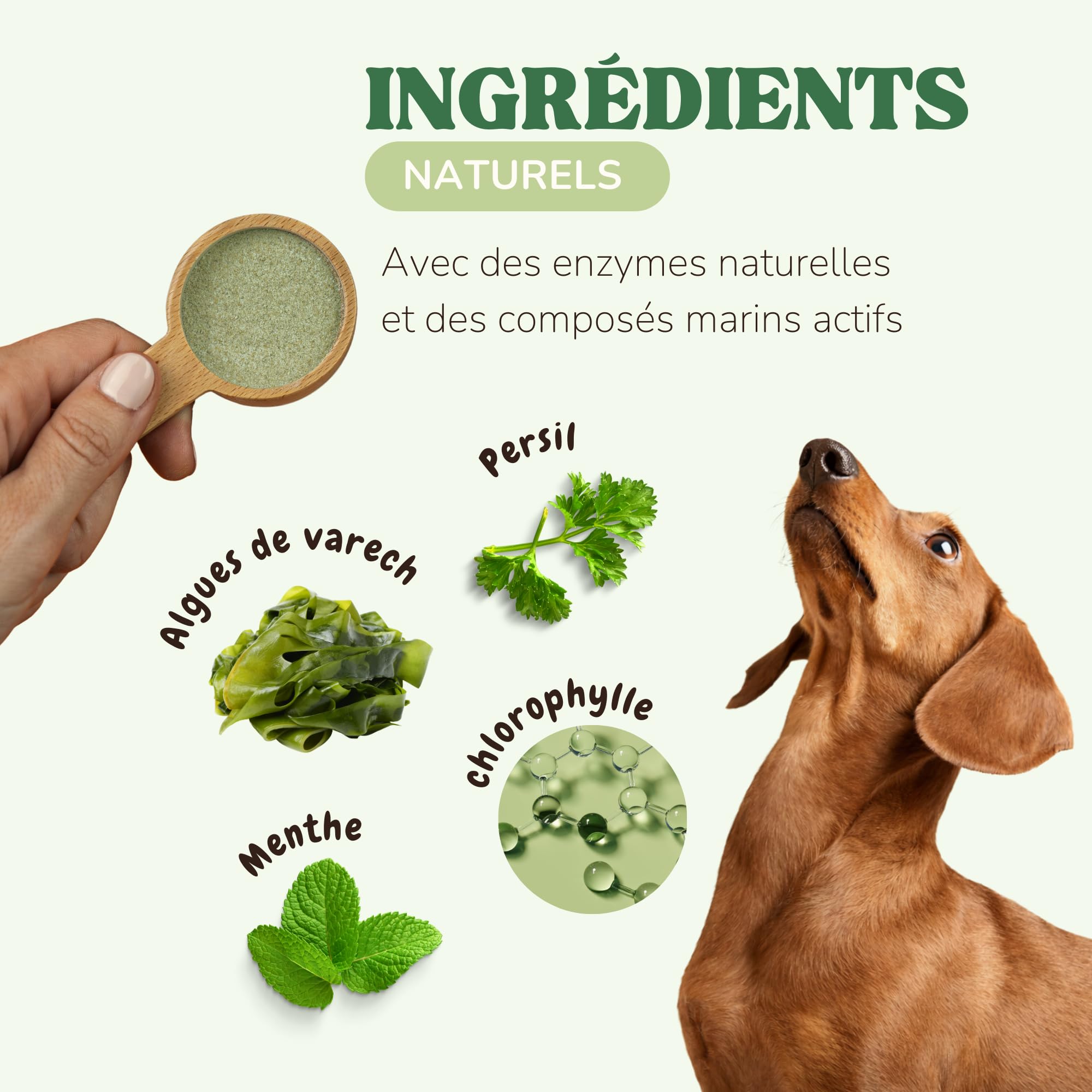 Poudre Anti Mauvaise Haleine Chien et Chat avec Algues Kelp et Chlorophylline, Remède Naturel Anti Tartre Chien et pour Réduire la Plaque Dentaire, Alternative au Dentifrice