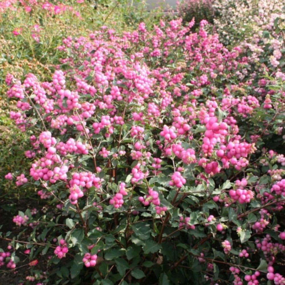 Symphoricarpos Magical Candy Pink Flowering Shrub with Pink Berries Hardy Compact Shrub 1x or 2X 3.6 Litre Pot by Thompson and Morgan
