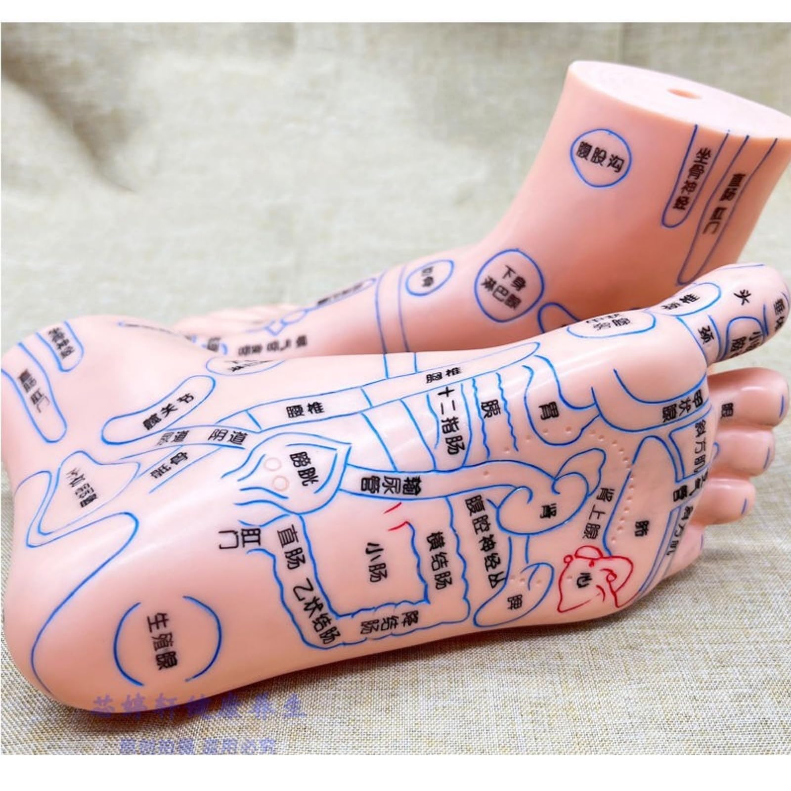 Amazon.co.jp: 4 アイテム 耳と手と足のツボモデル 耳ツボ 模型