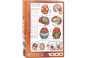 EuroGraphics Human Body Anatomy Puzzle: The Brain 1000  Piece