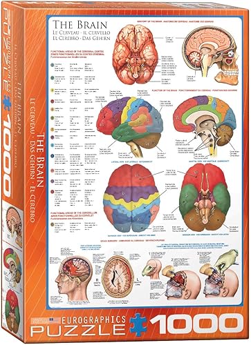 EuroGraphics Rompecabezas de 1000 piezas de cuerpo humano (El cerebro)