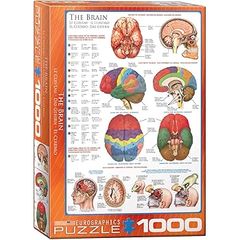 EuroGraphics Human Body (The Brain) 1000 Piece Puzzle