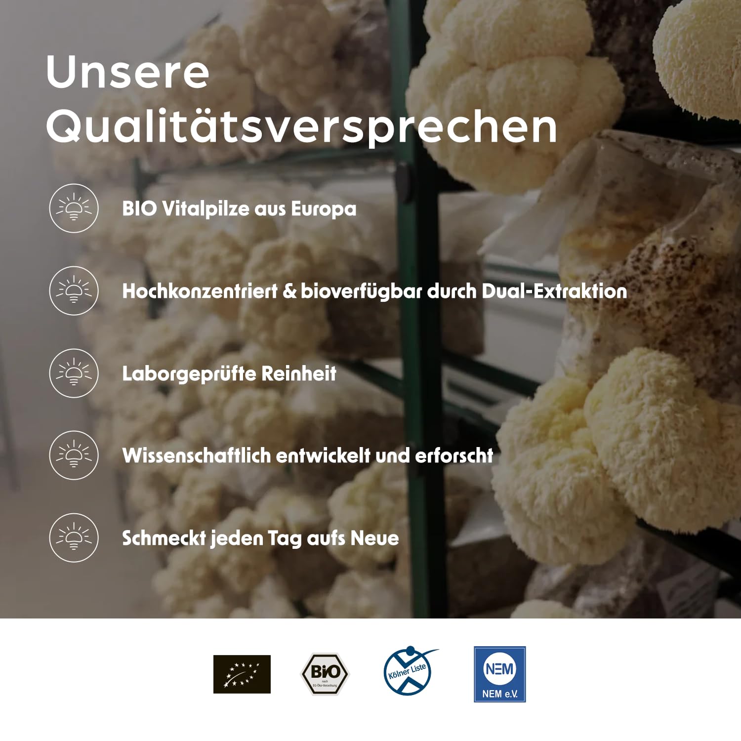smaints Bio Chaga & Mandelpilz Flüssigextrakt | Bio-Vitalpilz-Dualextrakt mit über 43% Polysacchariden | Hochdosiert für maximale Bioverfügbarkeit | Mit Vitamin C zur Unterstützung des Immunsystems*