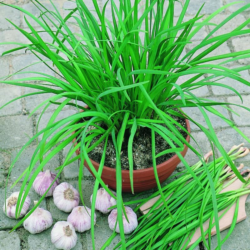 5 Hardy Chives Live Plant, Live Chives Plant, 4 Inch Tall, Heirloom Leeks Plant, Hardy Perennial Chives Plant for Planting, Fragrant Well Rooted Plant