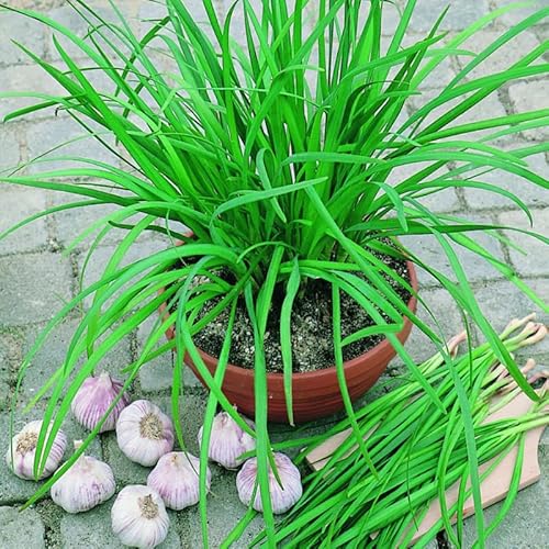 5 Hardy Chives Live Plant, Live Chives Plant, 4 Inch Tall, Heirloom Leeks Plant, Hardy Perennial Chives Plant for Planting, Fragrant Well Rooted Plant