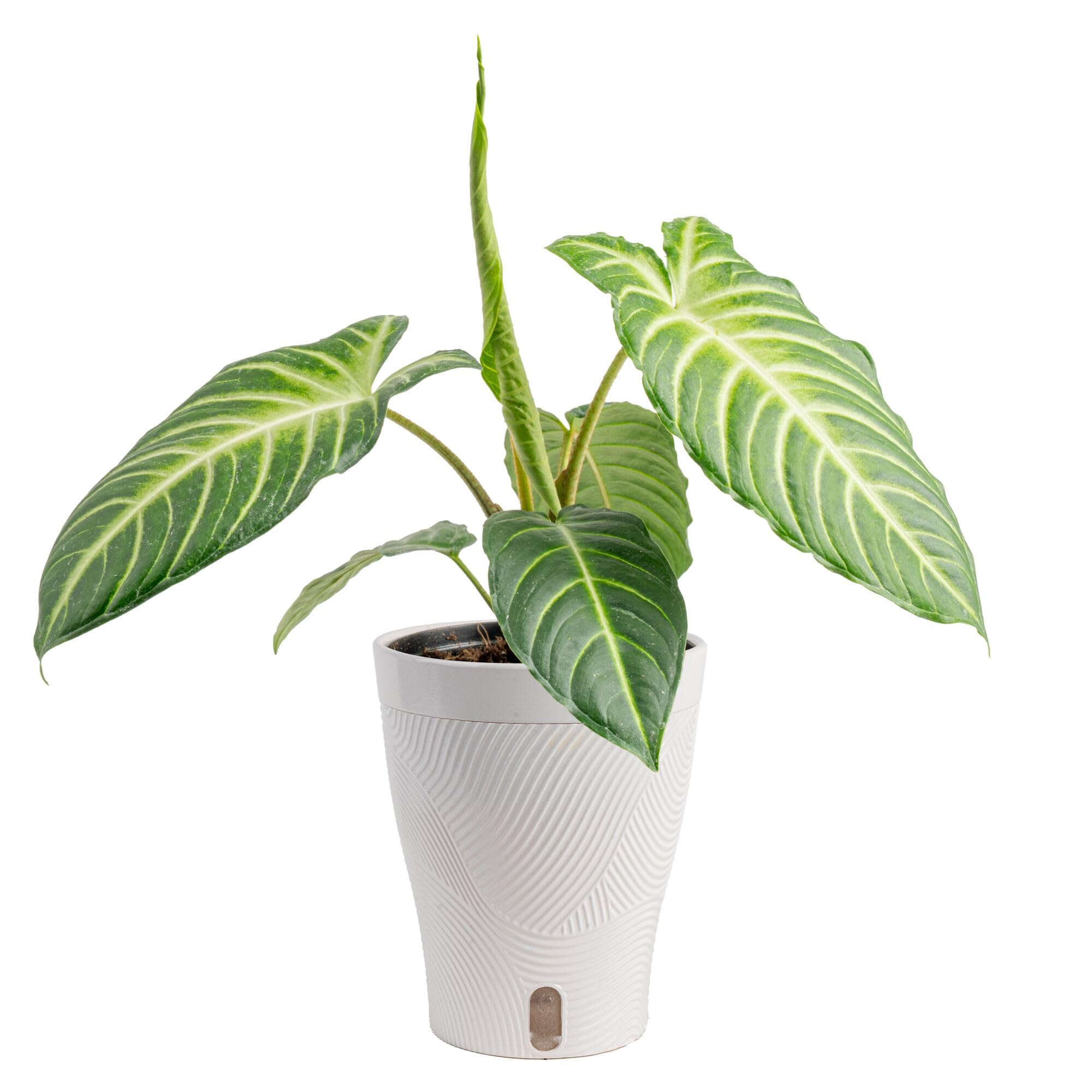 Costa Farms Xanthosoma