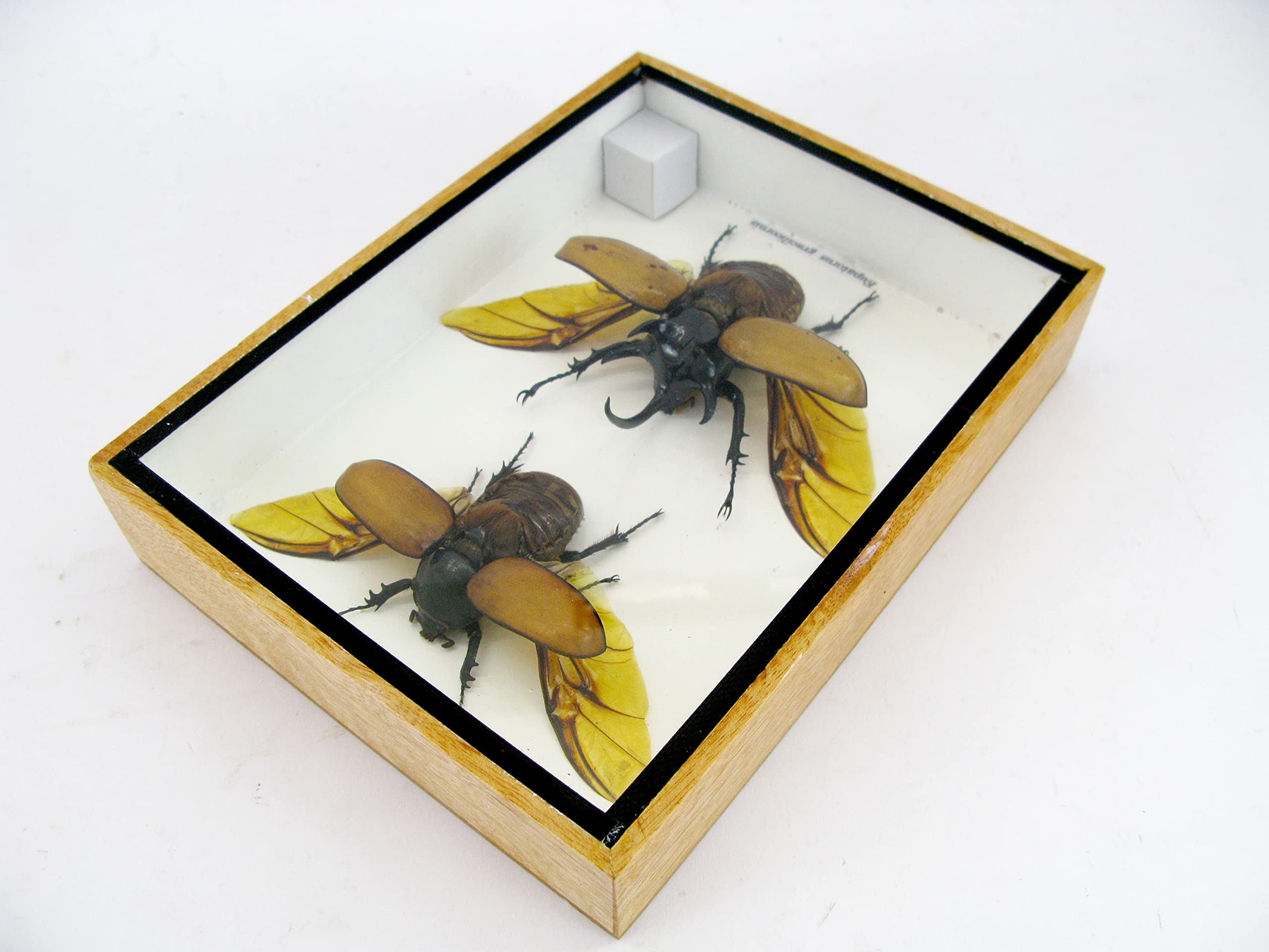 Véritables insectes magnifiques dans une vitrine 3D – Tableau mural encadré – Taxidermie – Entomologie – (2 x Eupatorus gracilicornis M&F ouverts en haut)
