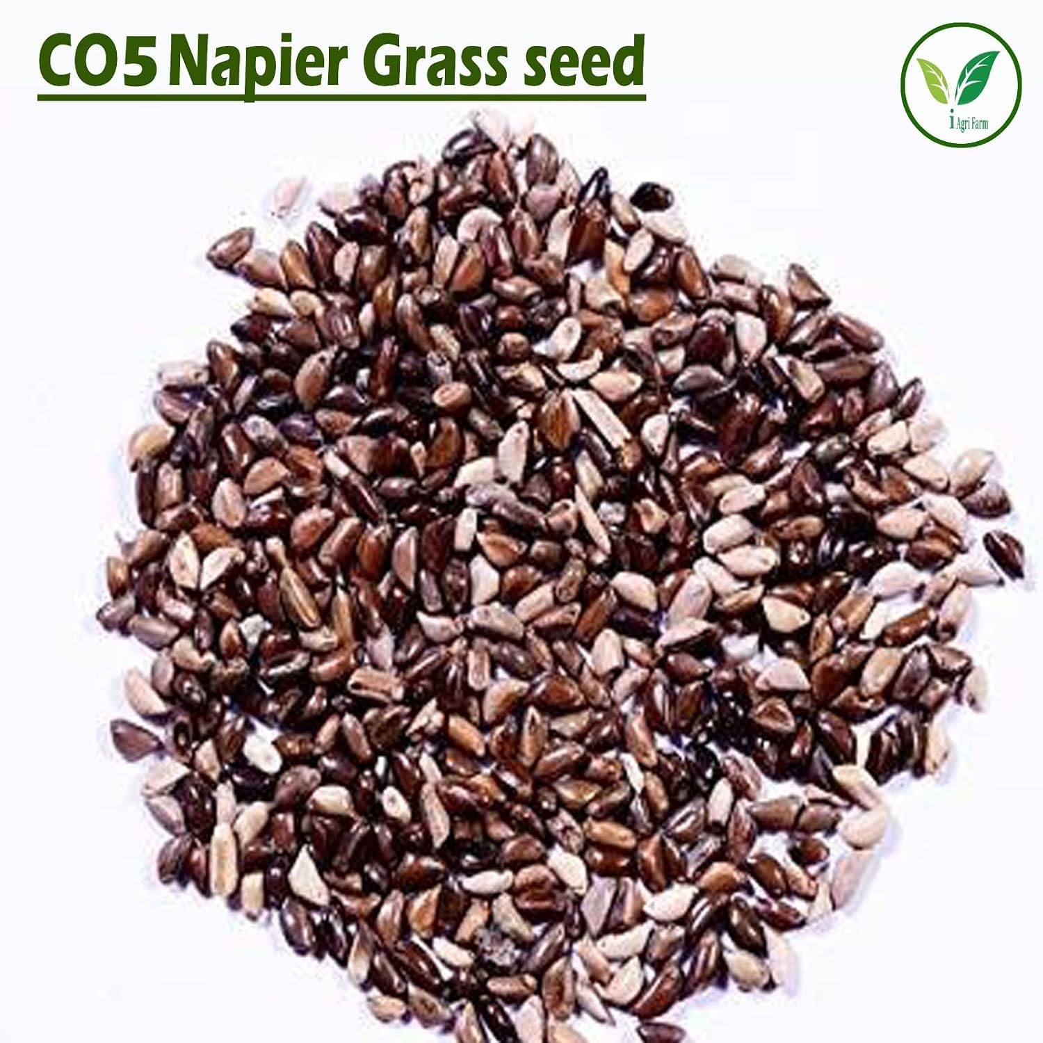 Napier Grass Seed - Goat, Cow, Livestock Feed -2