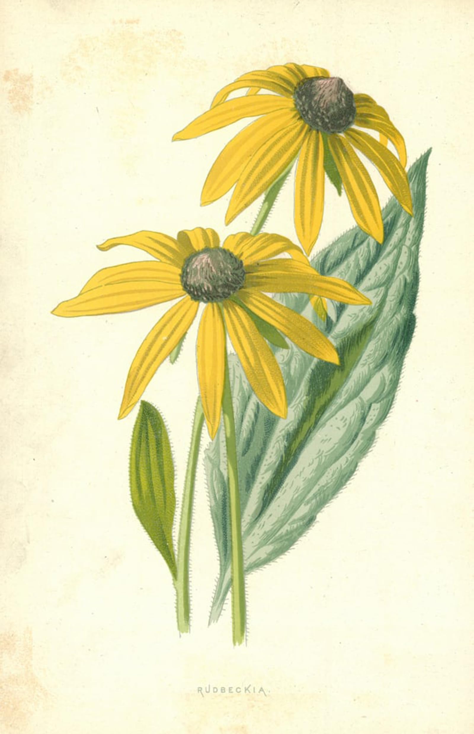 HRJUBWREE Oil Painting Prints on Canvas Painting Picture Rudbeckia by Frederick Edward Hulme Artwork Canvas Prints for Home Decor 60x90cm