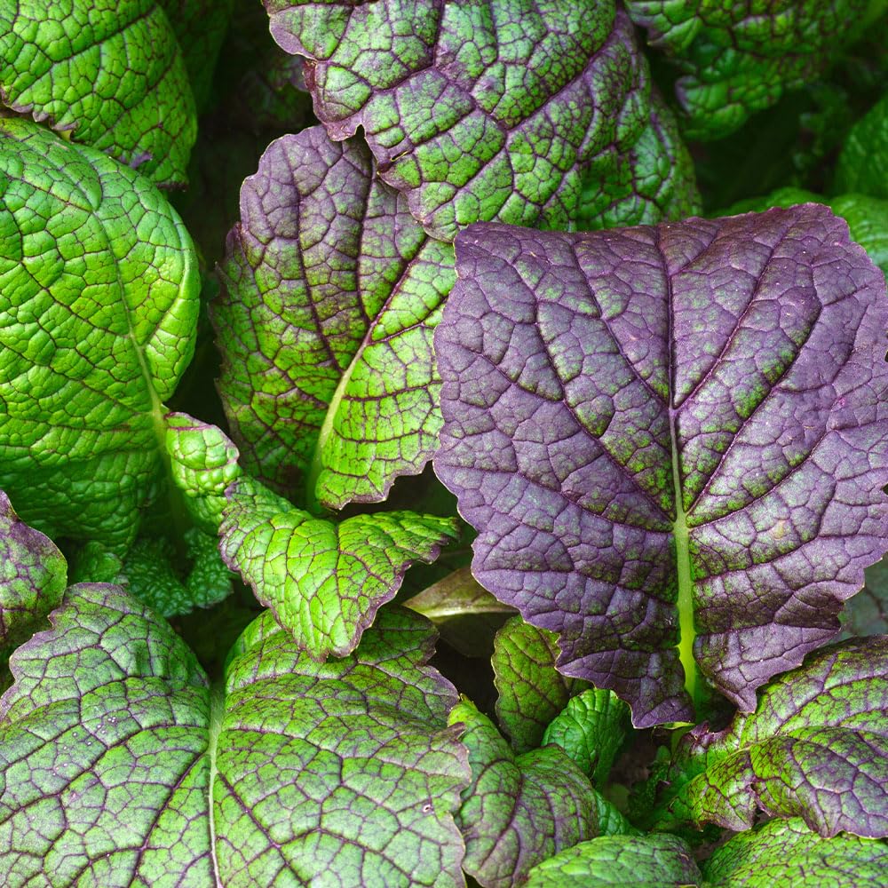 Red Mustard Seeds ‘Rossa’ – Italian Heirloom Leaf Mustard – Strong Flavour & Vibrant Red-Green Leaves – Fast Growing Salad Leaf & Stir Fry Green