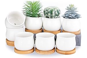 White Mini Succulent Plant Pots with Tray