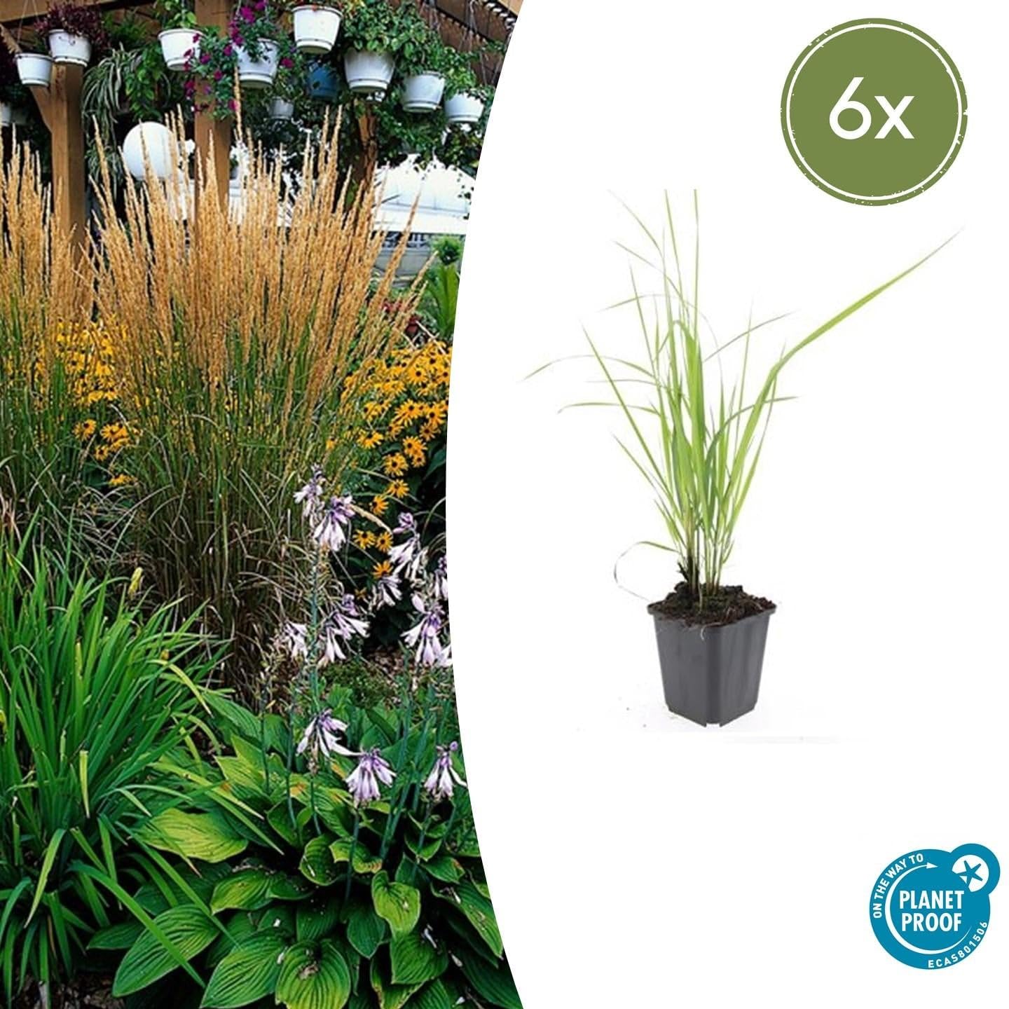 Sandrohr Calamagrostis acutiflora 'Karl Foerster' 24 Pflanzen Ø9 cm 10-25