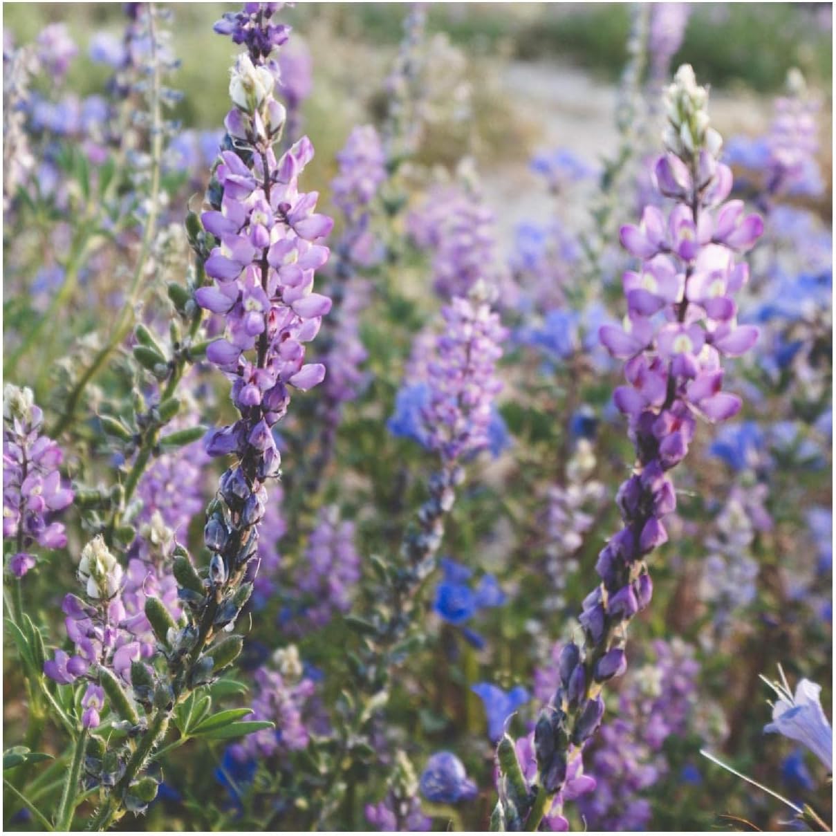 Everwilde Farms - 1/4 Lb Mojave Lupine Native Wildflower Seeds - Gold Vault