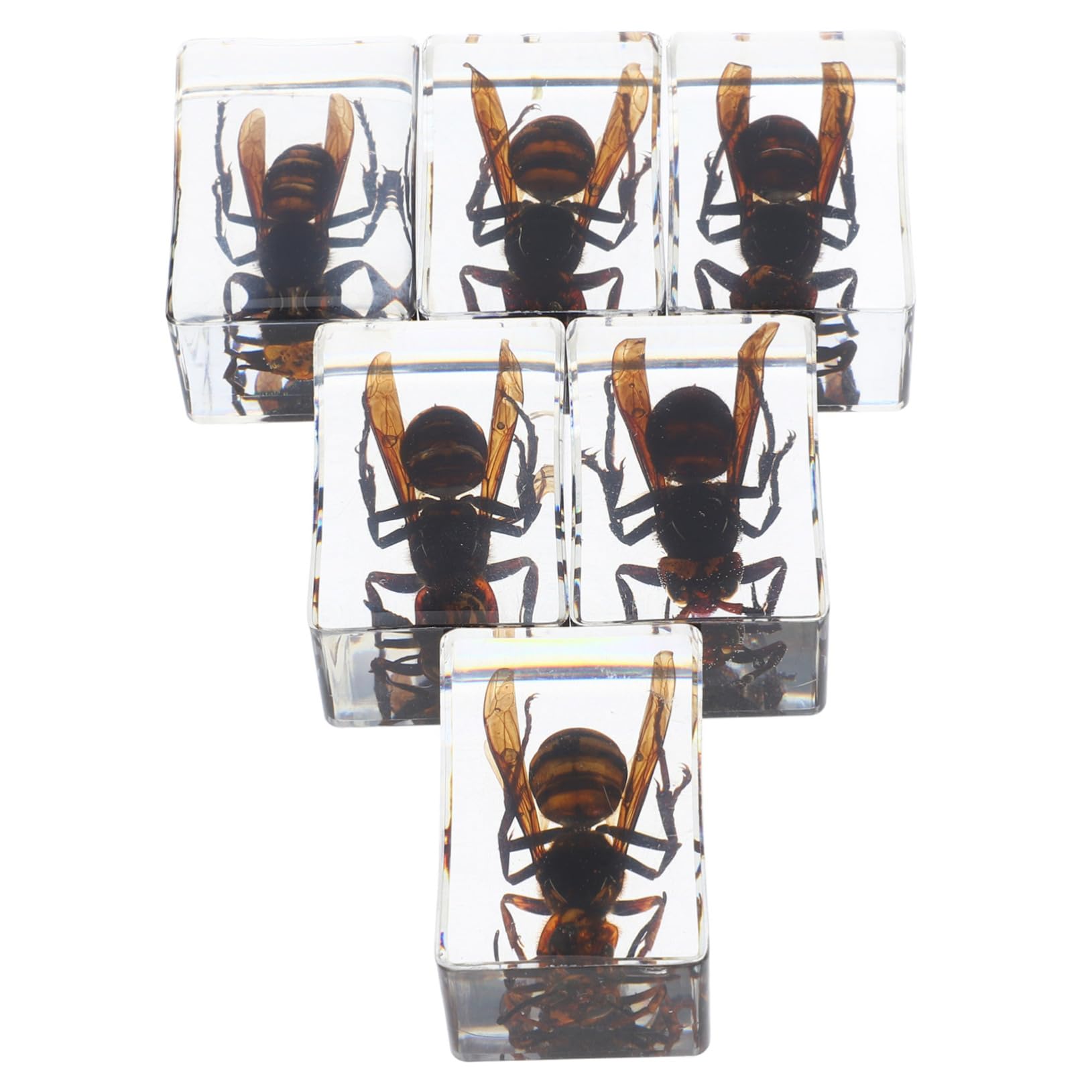 MUCKLILY 6Pcs Transparent Resin Specimens Preserved Wasp Figures for Classroom Display Scientific Education Biology Teacher Supplies Paperweight for Insect Enthusiasts