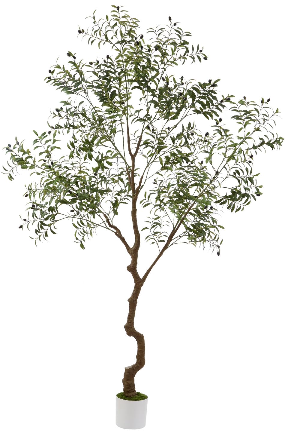 Panlaolao 8ft Olive Tree