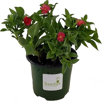 Ice Plant Aptenia Cordifolia, Baby Sun Rose RED Flowering Groundcover, 4 Inch Pot