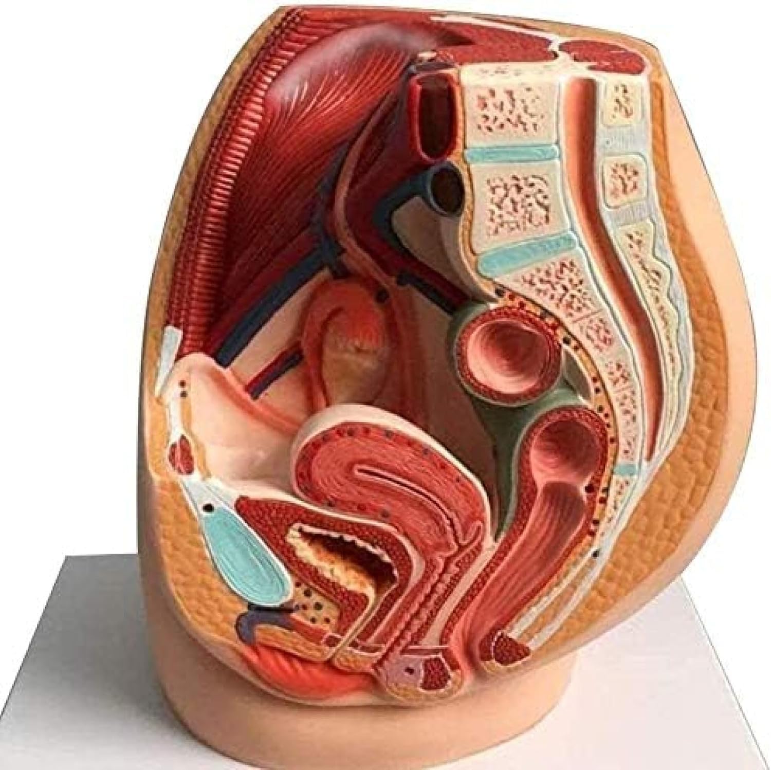 Model Anatomiczny Undr, Strzałkowy Model Miednicy, Przekrój Miednicy Kobiety, Do Celów Dydaktycznych