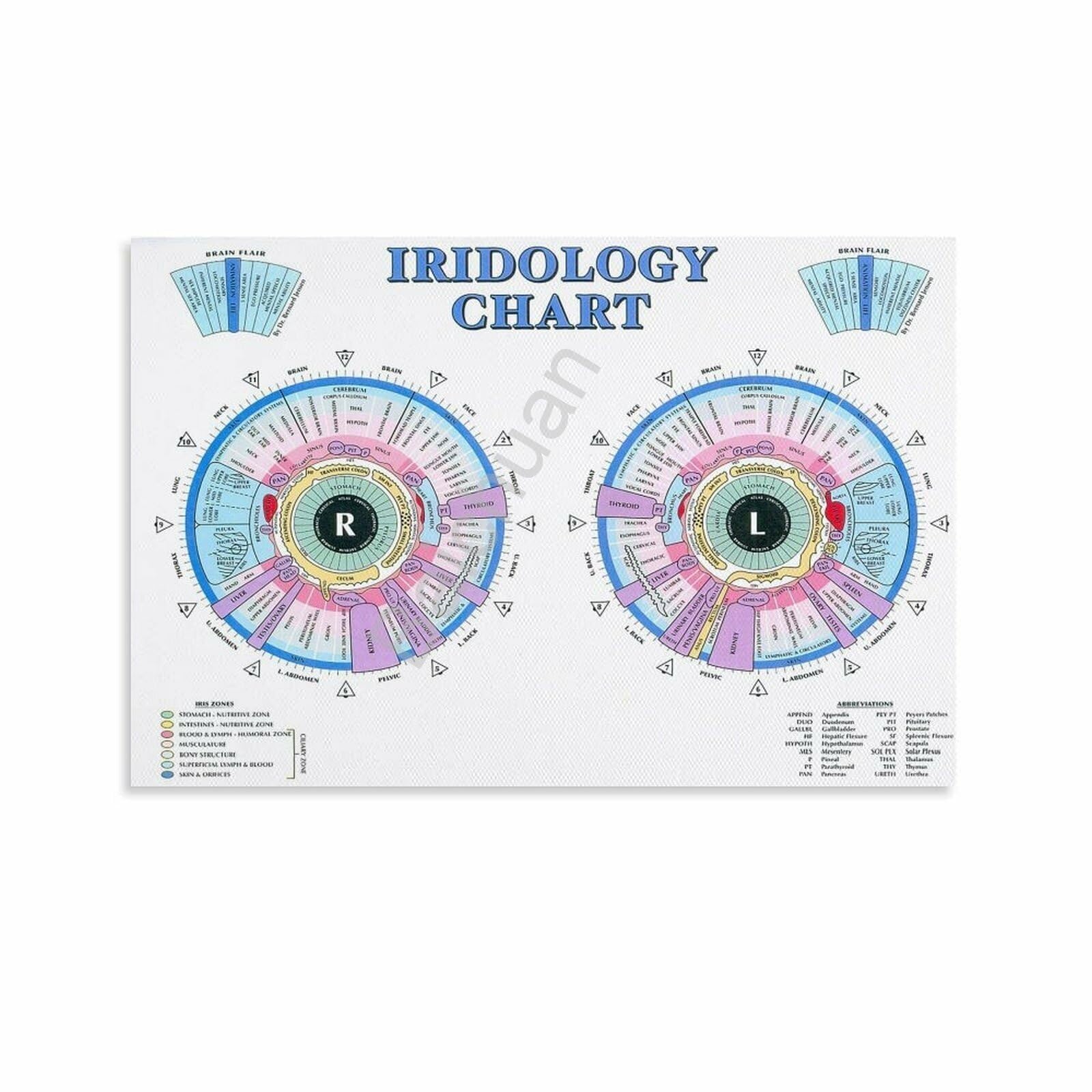 MDBJTCYZN Educational Eye Chart Poster Iris Anatomy and Structure Biology Wall-Art for Study Room Classroom Science Decor