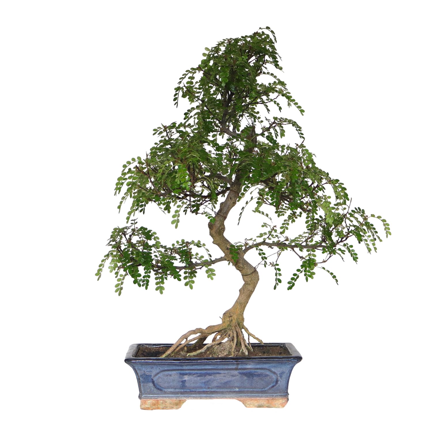 KENTIS - Zanthoxylum Piperitum Bonsai Baum Echt - Szechuan Pfeffer  Zimmerbonsai und Gartenbonsai - Zimmerpflanze - H 45/60 cm Topf 29 cm :  Amazon.de: Garten