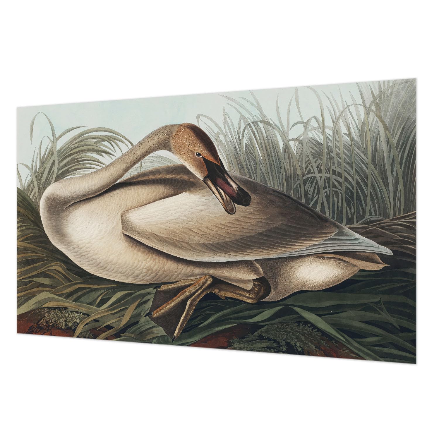 Impression de haute qualité pour ce décor mural intissé oiseau