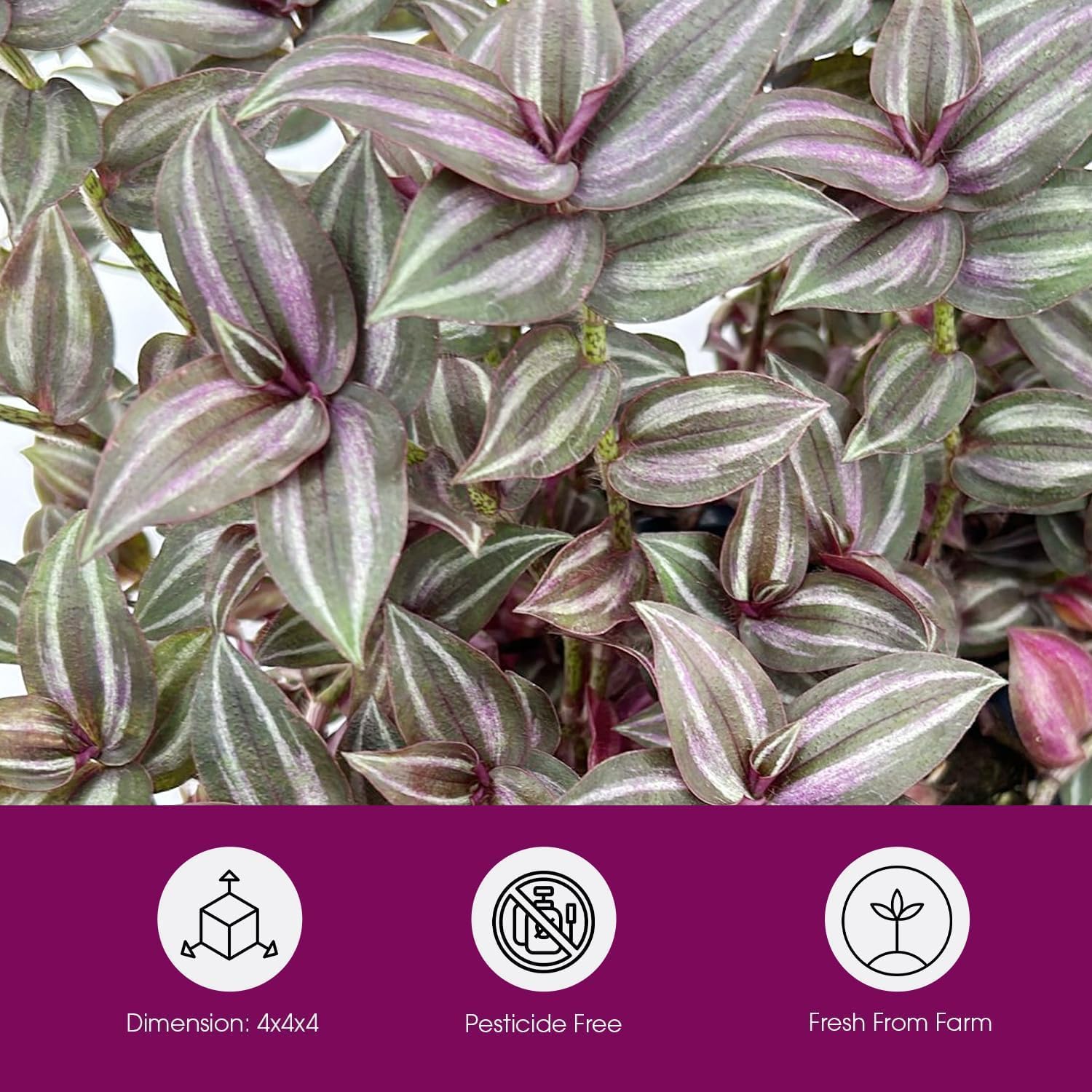 Tradescantia Zebrina with Mini Hanging Basket - Purple Wandering Jew - Stunning Inchplant Vibrant Home Decor - Exotic Calathea Companion Houseplant - Easy to Grow Maintain Indoor & Garden (1)