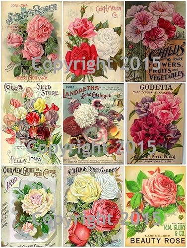 Paquete de Semillas Vintage Victoriano Hoja Collage Flores # 101