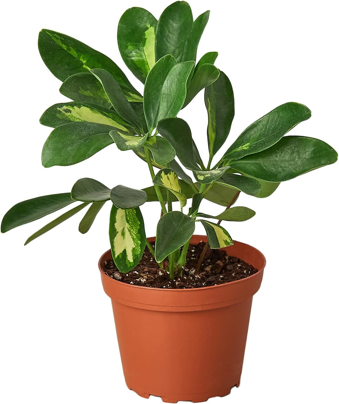 House Plant Shop | Schefflera Arboricola Variegated 'Umbrella Plant' - 4" Pot | Live Indoor Plant | Easy to Care | Natural Décor Plant | Great Gifts| Free Care Guide