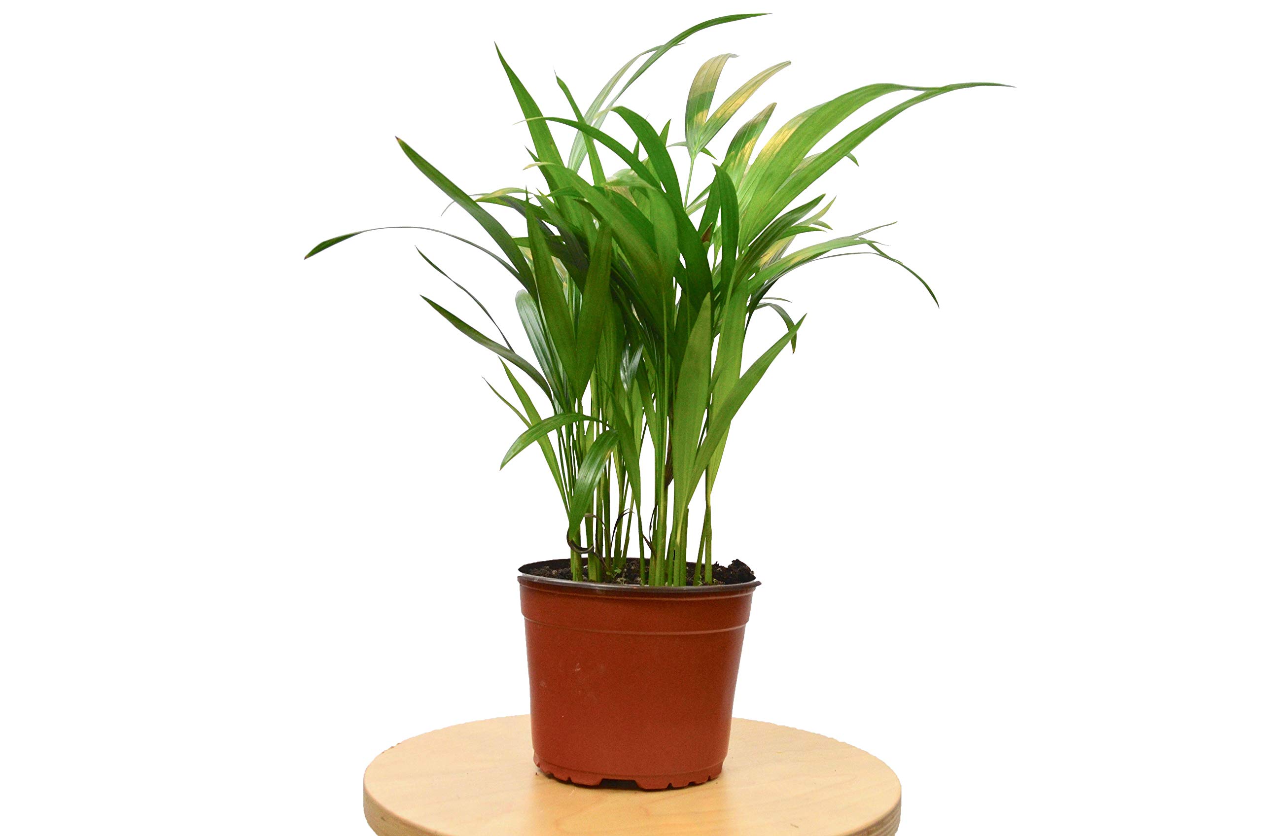 Amazon Com House Plant Shop Areca Palm In 6 Pot Live Indoor Plant Free Care Guide Garden Outdoor