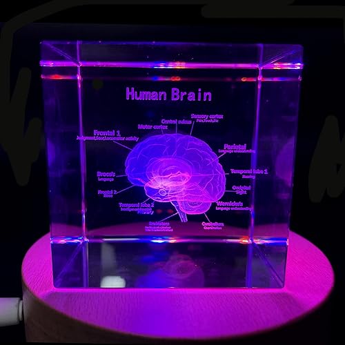 Miniatura 3 de XINDAM Cerebro humano 3D con etiquetas, modelo anatómico, estatua pisapapeles (grabado con láser) en cubo de cristal de cristal, regalo científico