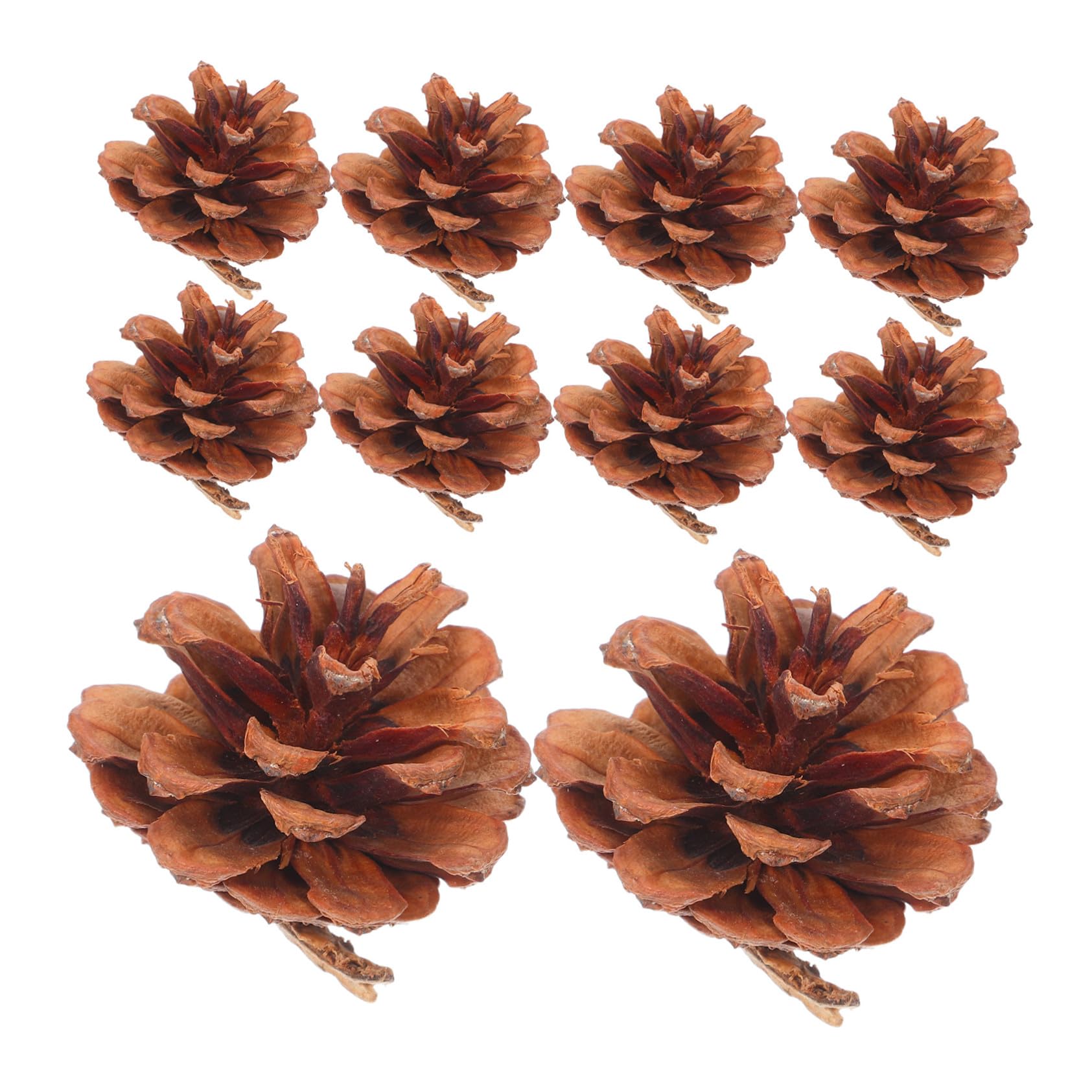 Pommes de pin naturelles pour remplissage de vases et décoration de table automnale