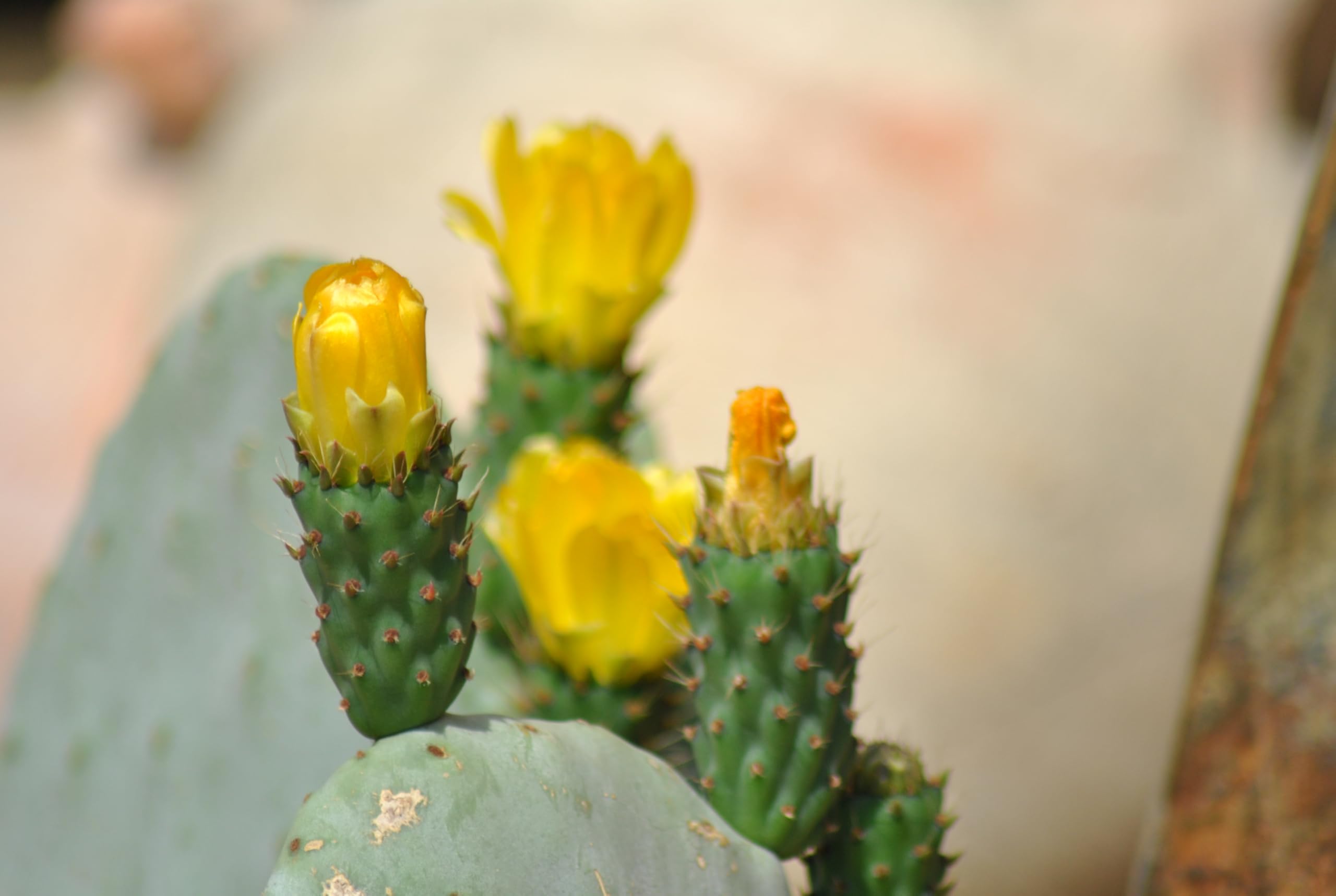 Opuntia ficus indica - Feigenkaktus - Doppelblatt - Große Pflanzen - 40cm hoch