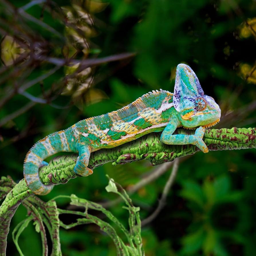 Balacoo 3Pcs Climbing Pet Box Rattan Reptile Silk Plants Leaves