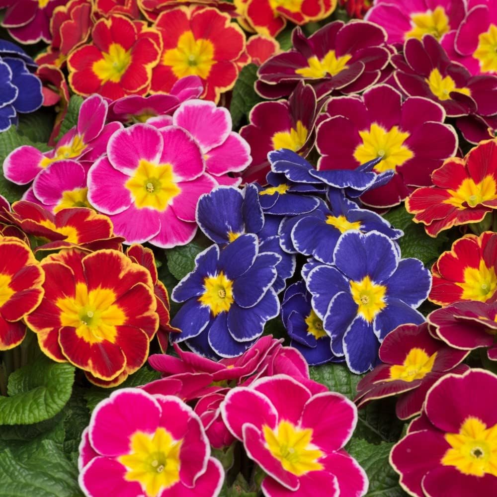 Primrose Plug Plants 'Eclipse Mixed' Hardy Perennial Mixed Blooms