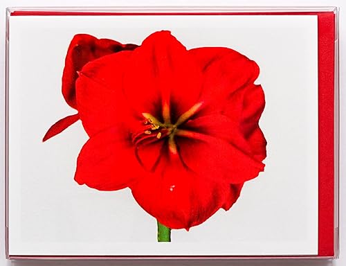 Miniatura 3 de Blooming Flowers - Tarjetas fotográficas pesadas y suaves, 8 con 10 sobres de colores, juego en caja (4.25 x 5.50 pulgadas) en blanco en el