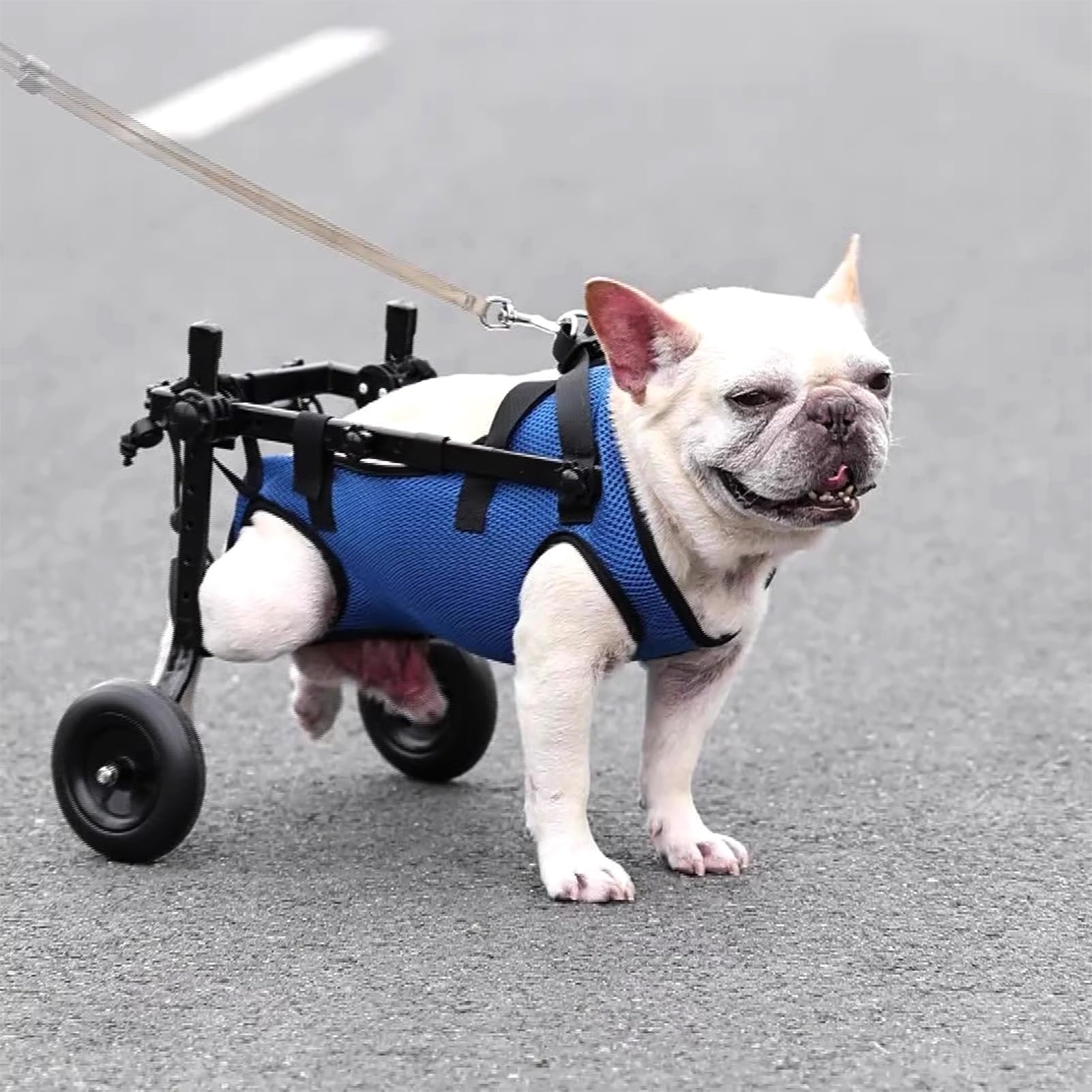 mari:　犬用車椅子　犬の歩行器　フレブル　犬の車いす　リハビリ用２輪車 Amazon.co.jp: 犬用車椅子 フレンチブルドッグ 犬用車椅子