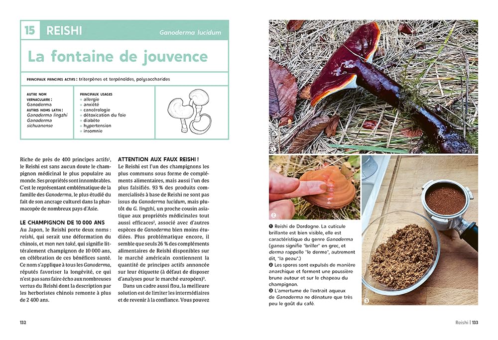 Guide des champignons médicinaux - 30 champignons incontournables - Les bienfaits pour la santé et le bien-être