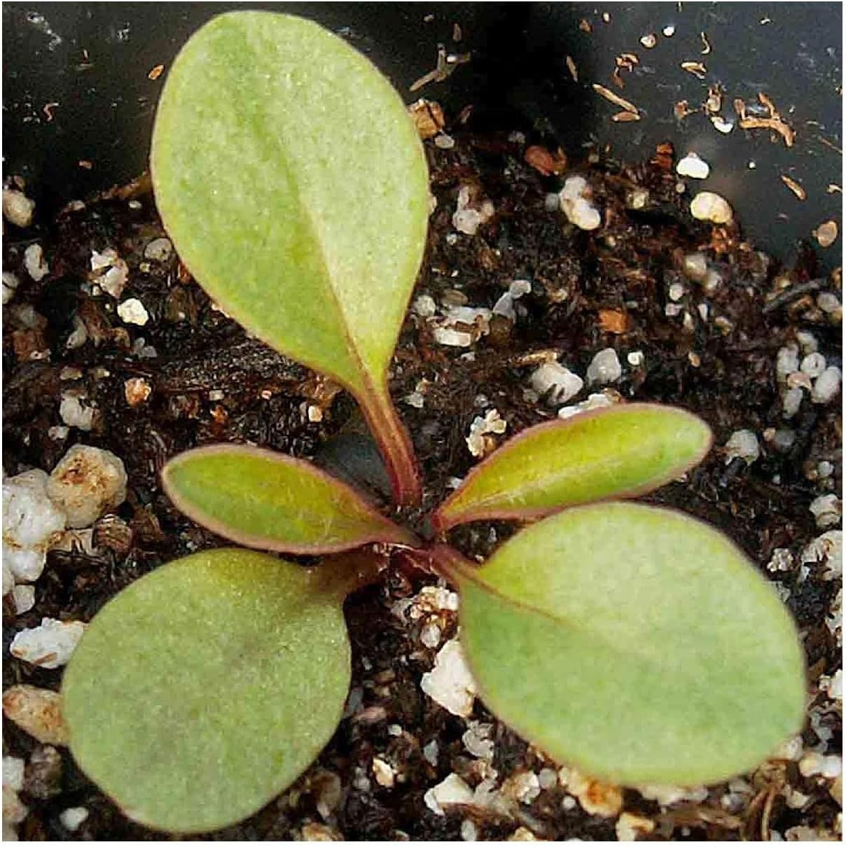 Everwilde Farms - 1 Lb Dwarf Lance-Leaved Coreopsis Native Wildflower Seeds - Gold Vault