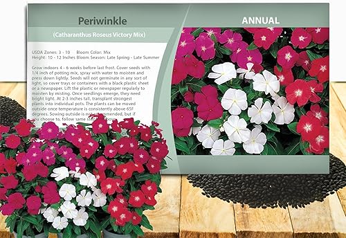 Outsidepride 200 Semillas Anuales Vinca Periwinkle Victory Cubierta de suelo y mezcla de semillas de flores para plantar