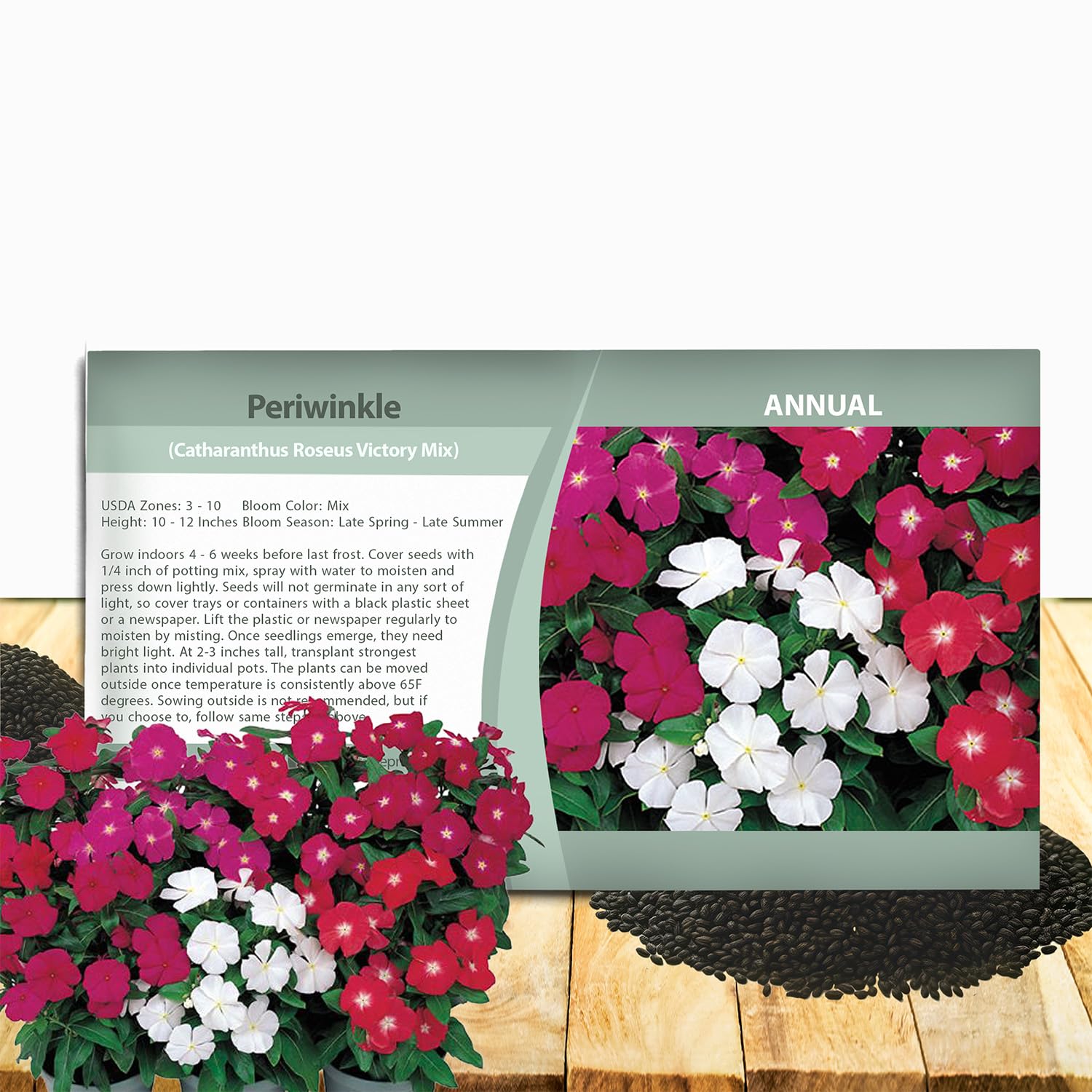 Amazon.com : Outsidepride Victory Mix Periwinkle Seeds for