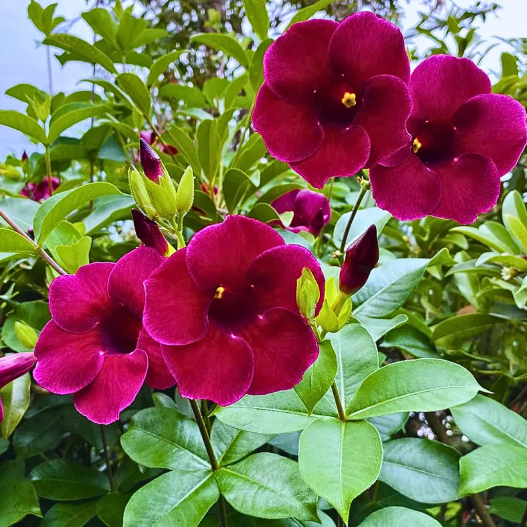 Red Allamanda Healthy Live Flower Plant Original Variety For Home Garden Pack Of 1(Ready To Blooming) Red Color Healthy Natural Flower Tree-image-36