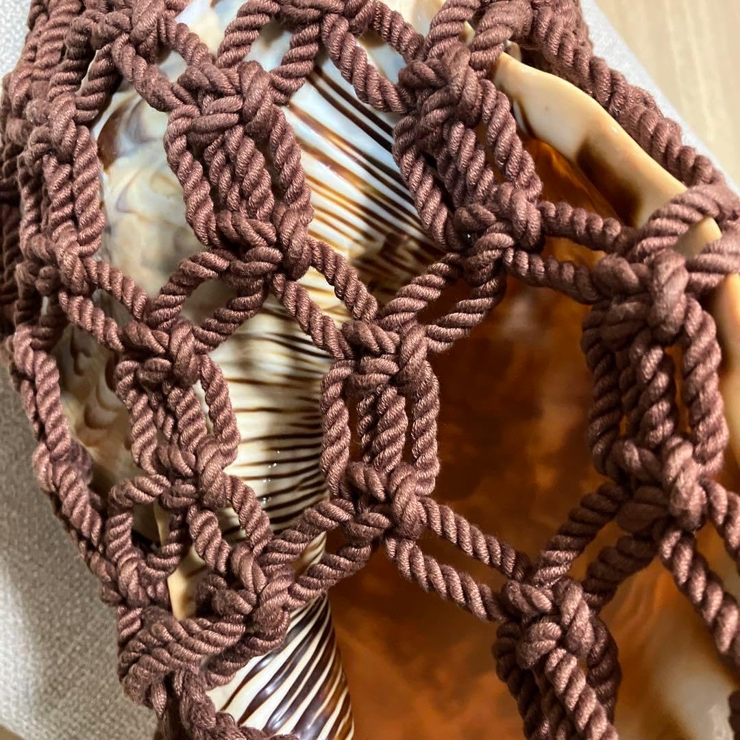 法螺貝3個セット(20~23cm) 法螺貝3個セット 法螺貝3個セット(20~23cm