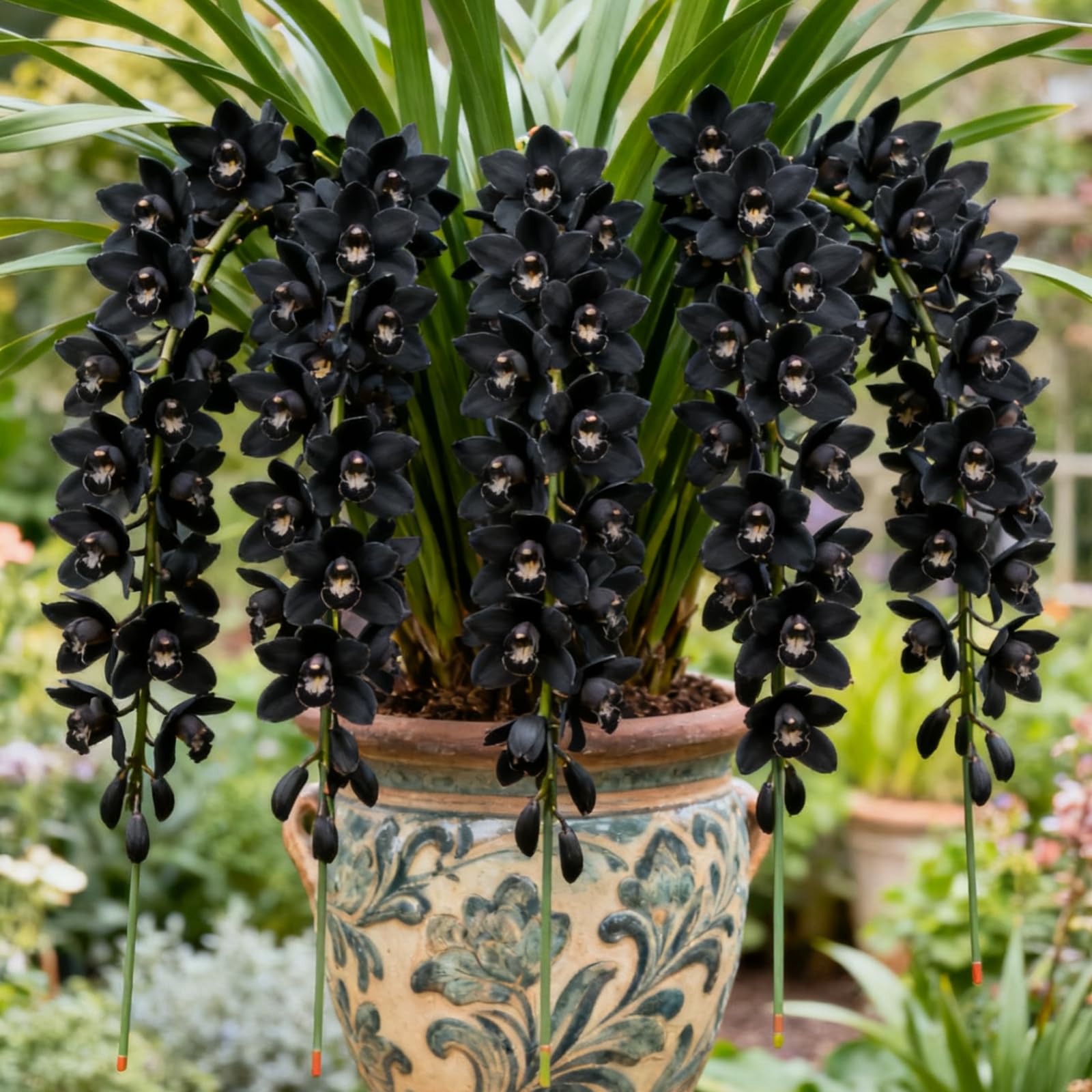Hardy Cymbidium Bulbs & Outdoor Cymbidium Orchid Plants – Selected Varieties with Fragrant Blooms, Ideal for Balcony Settings, Excellent Display-8 Rhizome-B