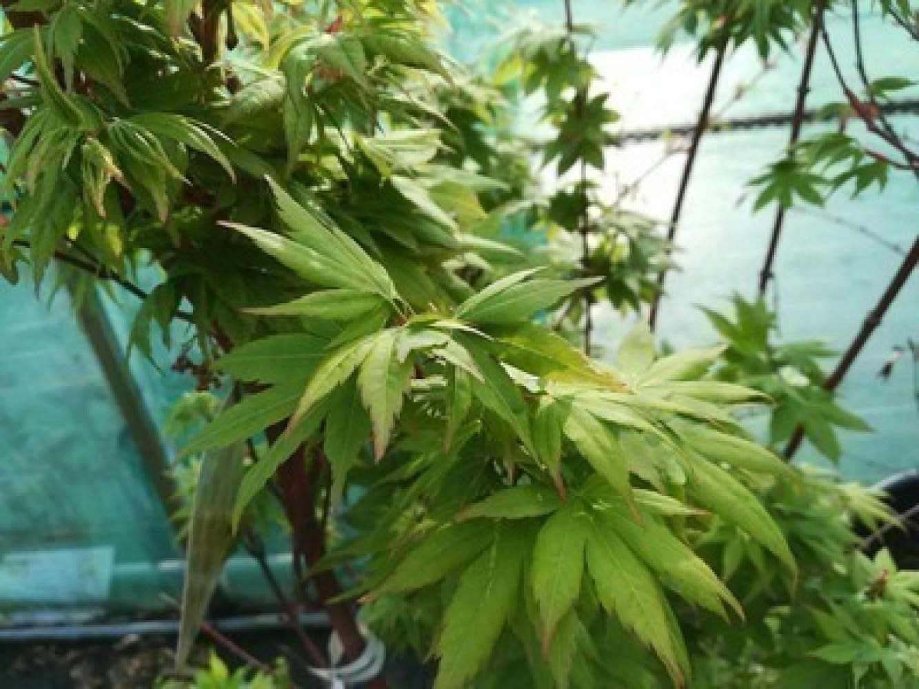 Acer palm. 'Sangokaku' ('senkaki') - Erable Du Japon,Érable Palmé 'Sangokaku' 50-60 cm en pot