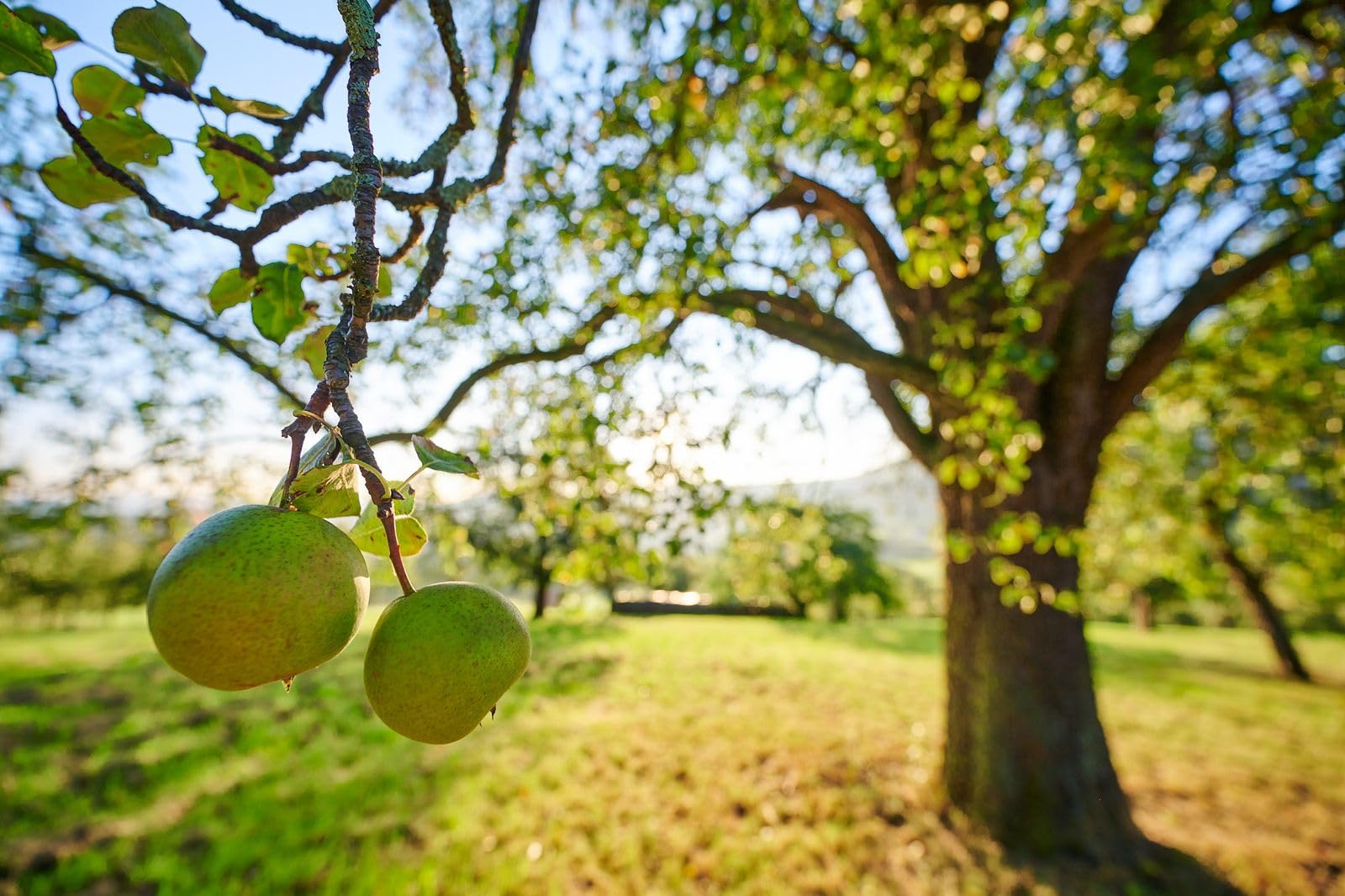 Bio Nordherb alkoholfrei (6 x 0,75l) mit gratis Sektverschluss | Alkoholfreier Sekt von Manufaktur Jörg Geiger