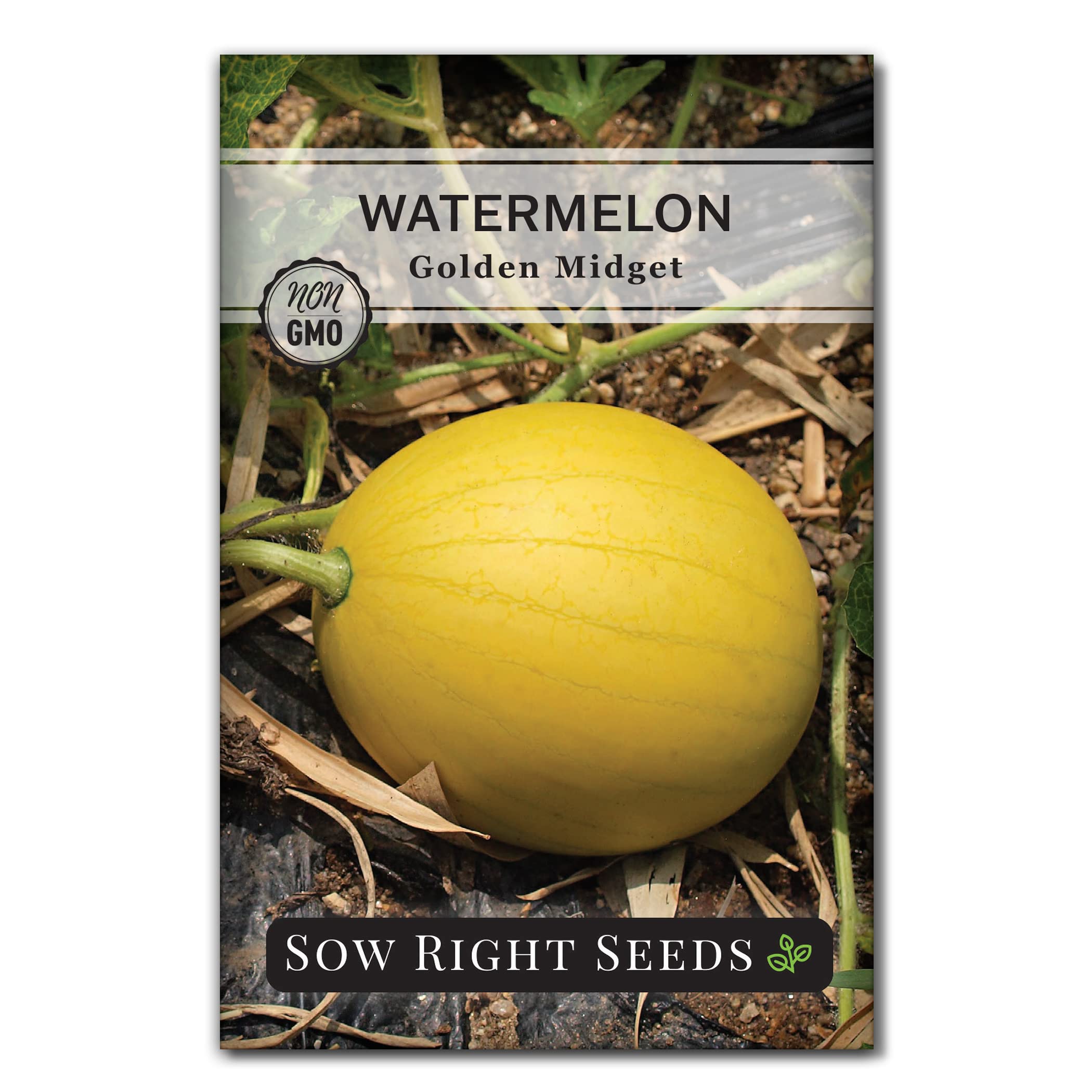 Sow Right Seeds - Golden Midget Watermelon Seed for Planting - Non-GMO Heirloom Packet with Instructions to Plant and Grow an Outdoor Home Vegetable Garden - Yellow Skin and Crimson Flesh (1)