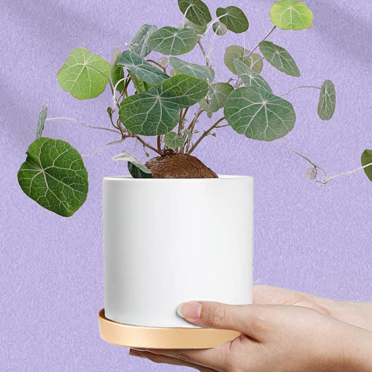 2PCS Ceramic Flower Pot Saucer-6 Inch Waterproof Drip Tray for Outdoor and Indoor Plants, Elegant Home Decoration(Gold) - Image 5