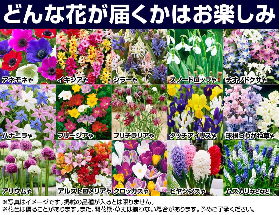 Amazon.co.jp: 秋植え球根お楽しみ福袋 40球以上 (4品種以上・品種