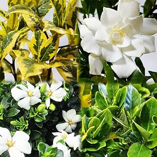 クチナシの苗 梔子 約４０cm Fodexpo Com Co